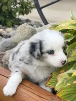Ranger, a male Miniature Australian Shepherd for sale in Albion, IN – 2 of 10