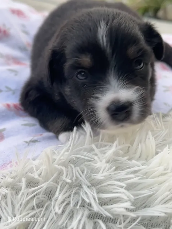 Ellie – Miniature Australian Shepherd puppy for sale in Albion, IN