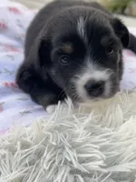 Ellie, a female Miniature Australian Shepherd for sale in Albion, IN – 1 of 8