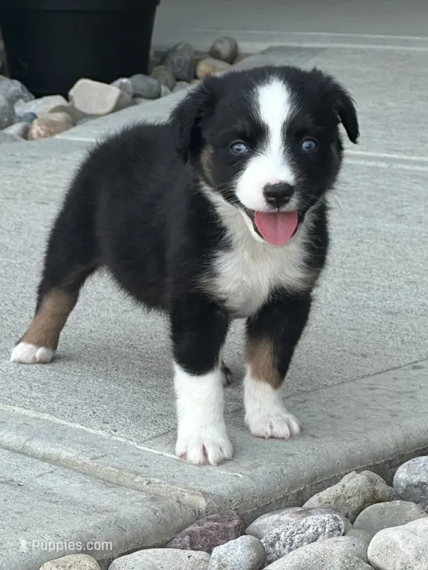 Thor – Miniature Australian Shepherd puppy for sale in Albion, IN