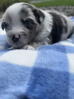 Mac, a male Miniature Australian Shepherd for sale in Albion, IN – 4 of 10