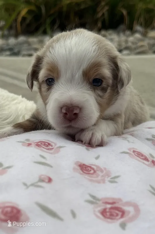 Roxy – Miniature Australian Shepherd puppy for sale in Albion, IN