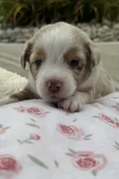 Roxy, a female Miniature Australian Shepherd for sale in Albion, IN – 1 of 7