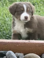 Tucker, a male Miniature Australian Shepherd for sale in Albion, IN – 8 of 10