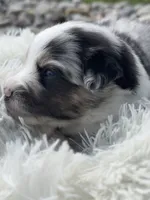 Mac, a male Miniature Australian Shepherd for sale in Albion, IN – 6 of 10