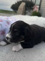 Ellie, a female Miniature Australian Shepherd for sale in Albion, IN – 4 of 8