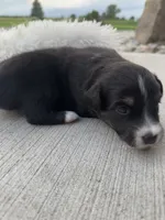 Ellie, a female Miniature Australian Shepherd for sale in Albion, IN – 3 of 8