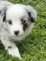 Ranger, a male Miniature Australian Shepherd for sale in Albion, IN – 3 of 10