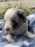 Ranger, a male Miniature Australian Shepherd for sale in Albion, IN – 4 of 7