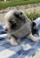 Ranger, a male Miniature Australian Shepherd for sale in Albion, IN – 3 of 7