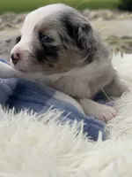 Ranger, a male Miniature Australian Shepherd for sale in Albion, IN – 6 of 7