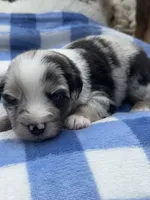 Mac, a male Miniature Australian Shepherd for sale in Albion, IN – 7 of 10