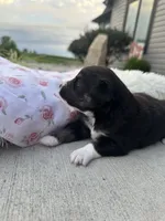 Ellie, a female Miniature Australian Shepherd for sale in Albion, IN – 8 of 8