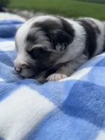 Mac, a male Miniature Australian Shepherd for sale in Albion, IN – 8 of 10