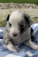Ranger, a male Miniature Australian Shepherd for sale in Albion, IN – 5 of 7