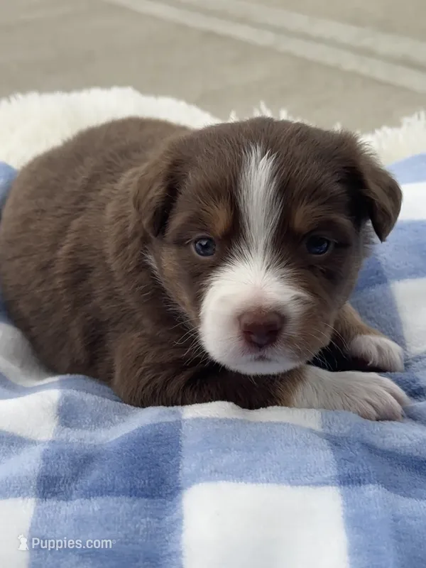 Tucker – Miniature Australian Shepherd puppy for sale in Albion, IN