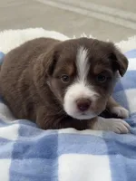 Tucker, a male Miniature Australian Shepherd for sale in Albion, IN – 1 of 6