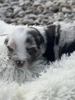 Mac, a male Miniature Australian Shepherd for sale in Albion, IN – 5 of 10