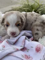 Roxy, a female Miniature Australian Shepherd for sale in Albion, IN – 7 of 7