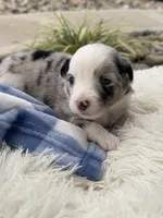 Ranger, a male Miniature Australian Shepherd for sale in Albion, IN – 2 of 7