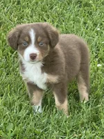 Tucker, a male Miniature Australian Shepherd for sale in Albion, IN – 7 of 10