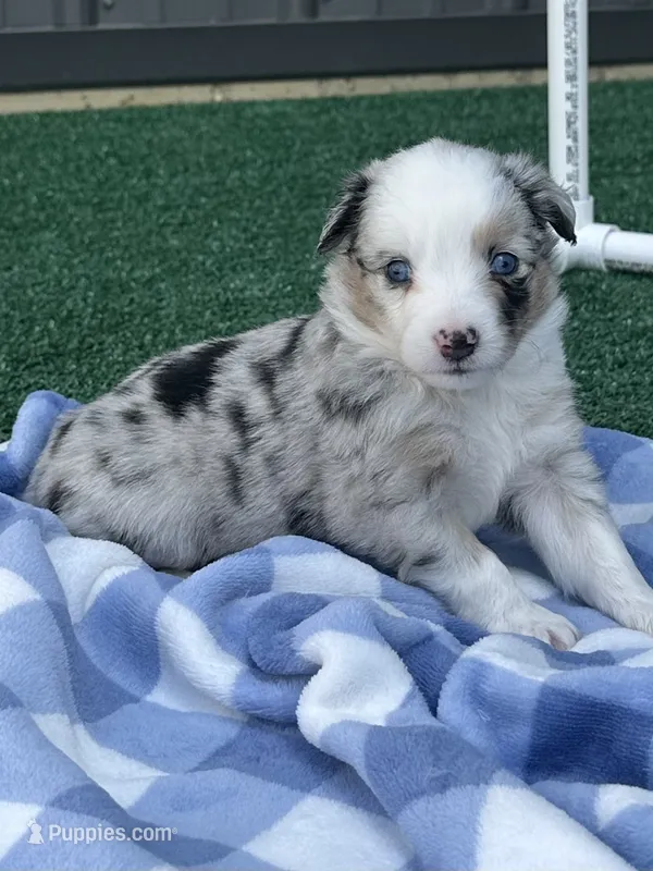 Ranger – Miniature Australian Shepherd puppy for sale in Albion, IN