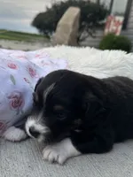 Ellie, a female Miniature Australian Shepherd for sale in Albion, IN – 5 of 8