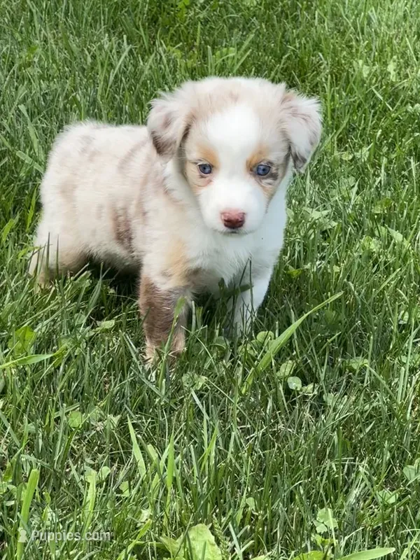 Roxy – Miniature Australian Shepherd puppy for sale in Albion, IN