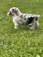 Ranger, a male Miniature Australian Shepherd for sale in Albion, IN – 7 of 10