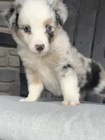 Ranger, a male Miniature Australian Shepherd for sale in Albion, IN – 6 of 10