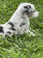 Ranger, a male Miniature Australian Shepherd for sale in Albion, IN – 5 of 10