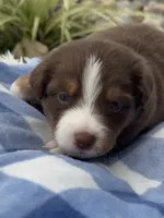 Tucker, a male Miniature Australian Shepherd for sale in Albion, IN – 3 of 6