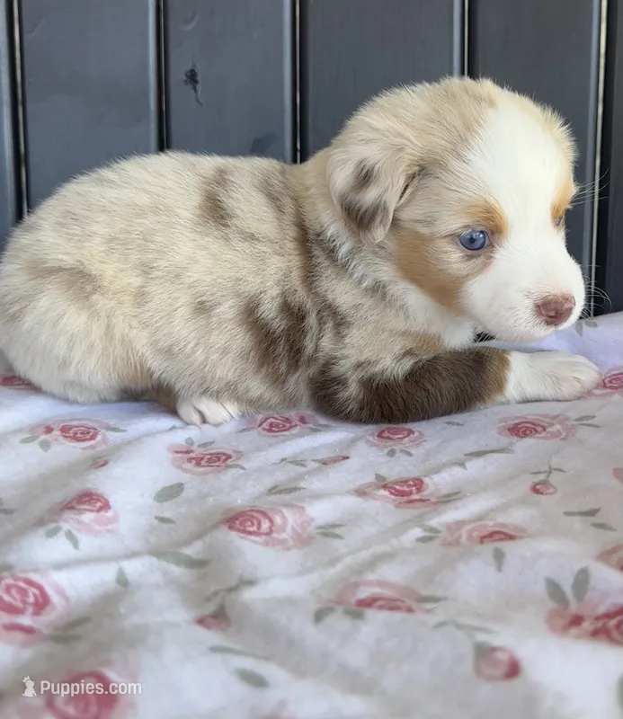 Roxy – Miniature Australian Shepherd puppy for sale in Albion, IN