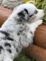 Ranger, a male Miniature Australian Shepherd for sale in Albion, IN – 9 of 10