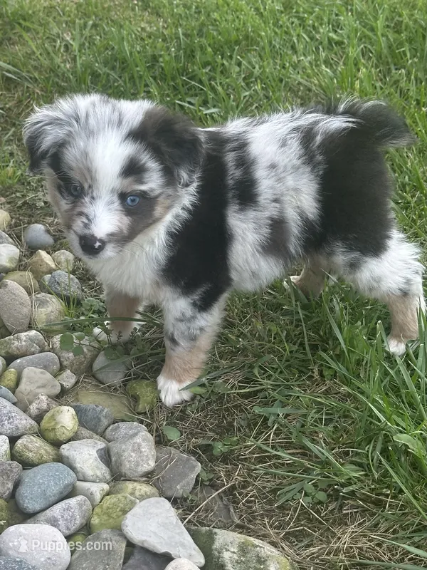 Mac – Miniature Australian Shepherd puppy for sale in Albion, IN