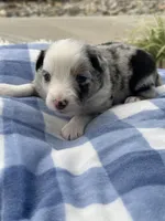 Ranger, a male Miniature Australian Shepherd for sale in Albion, IN – 7 of 7