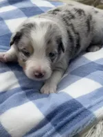 Duke, a male Miniature Australian Shepherd for sale in Albion, IN – 6 of 7