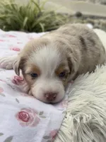 Roxy, a female Miniature Australian Shepherd for sale in Albion, IN – 2 of 7