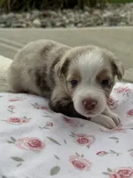 Roxy, a female Miniature Australian Shepherd for sale in Albion, IN – 5 of 7
