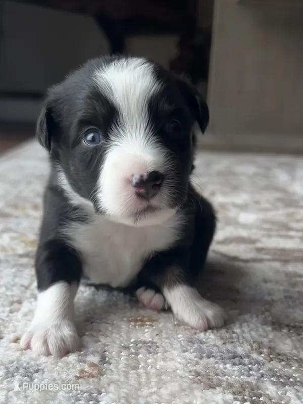 Thor – Miniature Australian Shepherd puppy for sale in Albion, IN