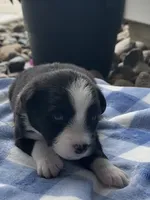 Thor, a male Miniature Australian Shepherd for sale in Albion, IN – 7 of 8
