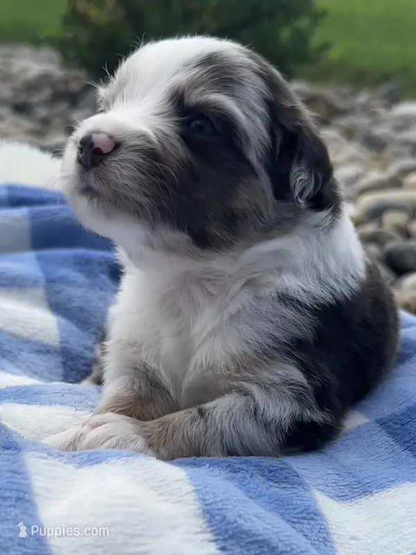 Mac – Miniature Australian Shepherd puppy for sale in Albion, IN