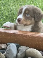 Tucker, a male Miniature Australian Shepherd for sale in Albion, IN – 3 of 10