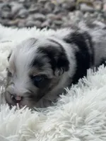 Mac, a male Miniature Australian Shepherd for sale in Albion, IN – 9 of 10