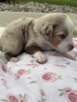 Roxy, a female Miniature Australian Shepherd for sale in Albion, IN – 3 of 7
