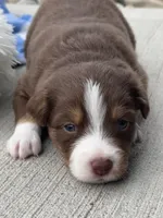 Tucker, a male Miniature Australian Shepherd for sale in Albion, IN – 5 of 6