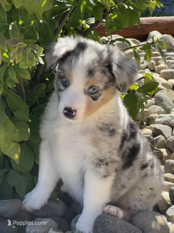Duke – Miniature Australian Shepherd puppy for sale in Albion, IN