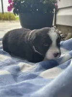 Thor, a male Miniature Australian Shepherd for sale in Albion, IN – 2 of 8