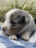 Duke, a male Miniature Australian Shepherd for sale in Albion, IN – 4 of 7