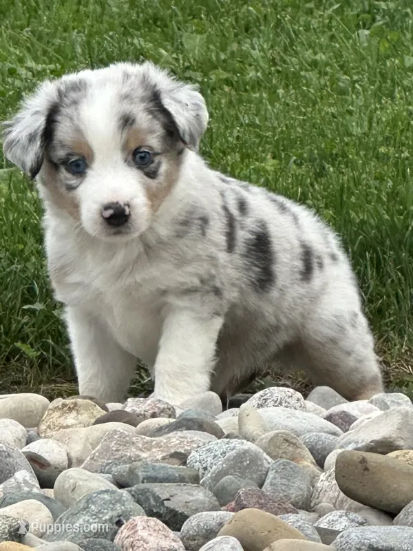Duke – Miniature Australian Shepherd puppy for sale in Albion, IN